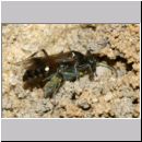 Alysson spinosus - Grabwespe w11e 7-8mm OS-Hasbergen-Lehmhuegel.jpg